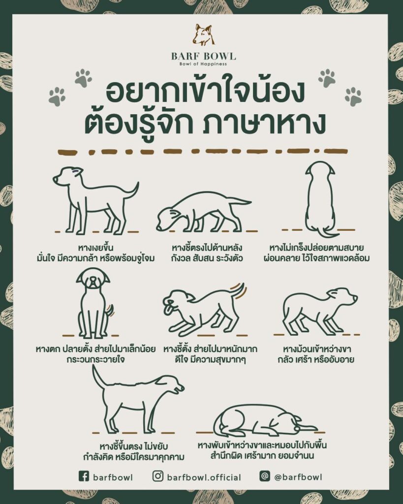 อยากเข้าใจน้อง ต้องรู้จัก ภาษาหาง