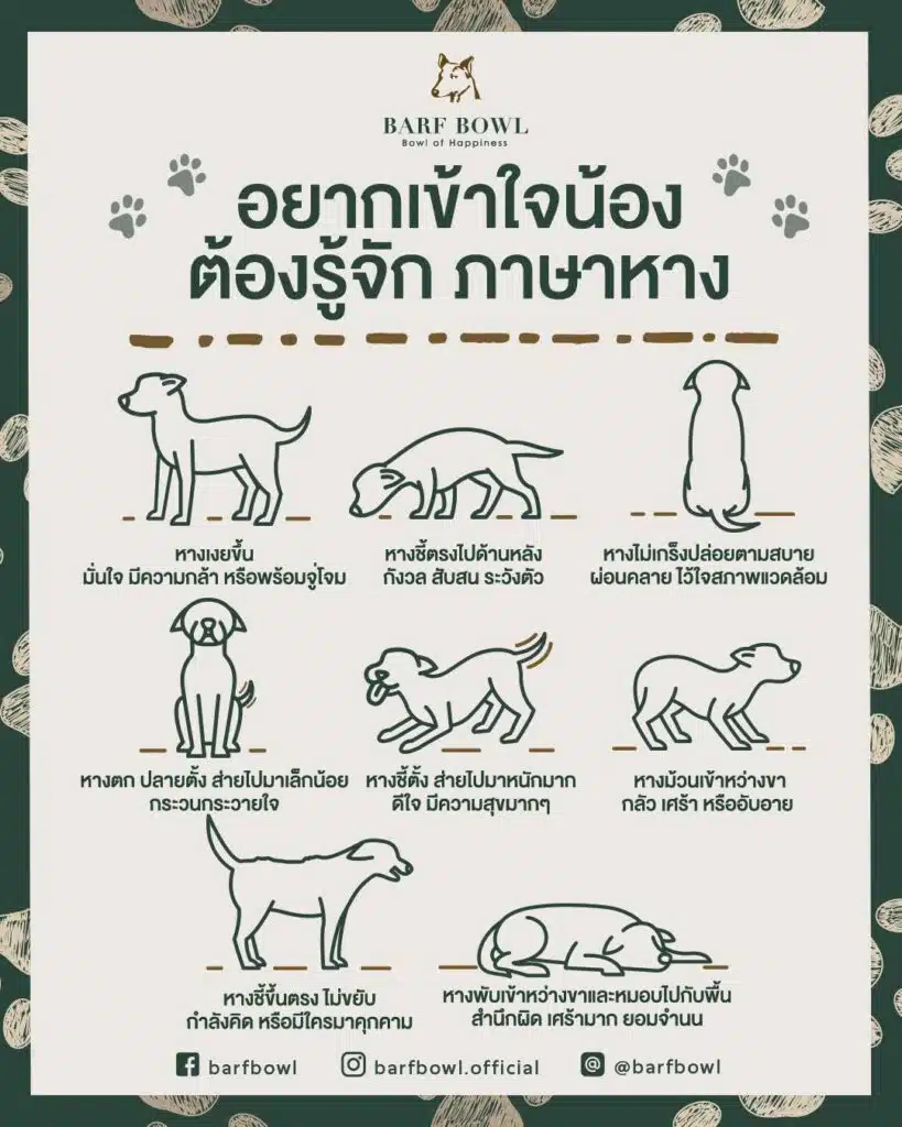 อยากเข้าใจน้อง ต้องรู้จัก ภาษาหาง