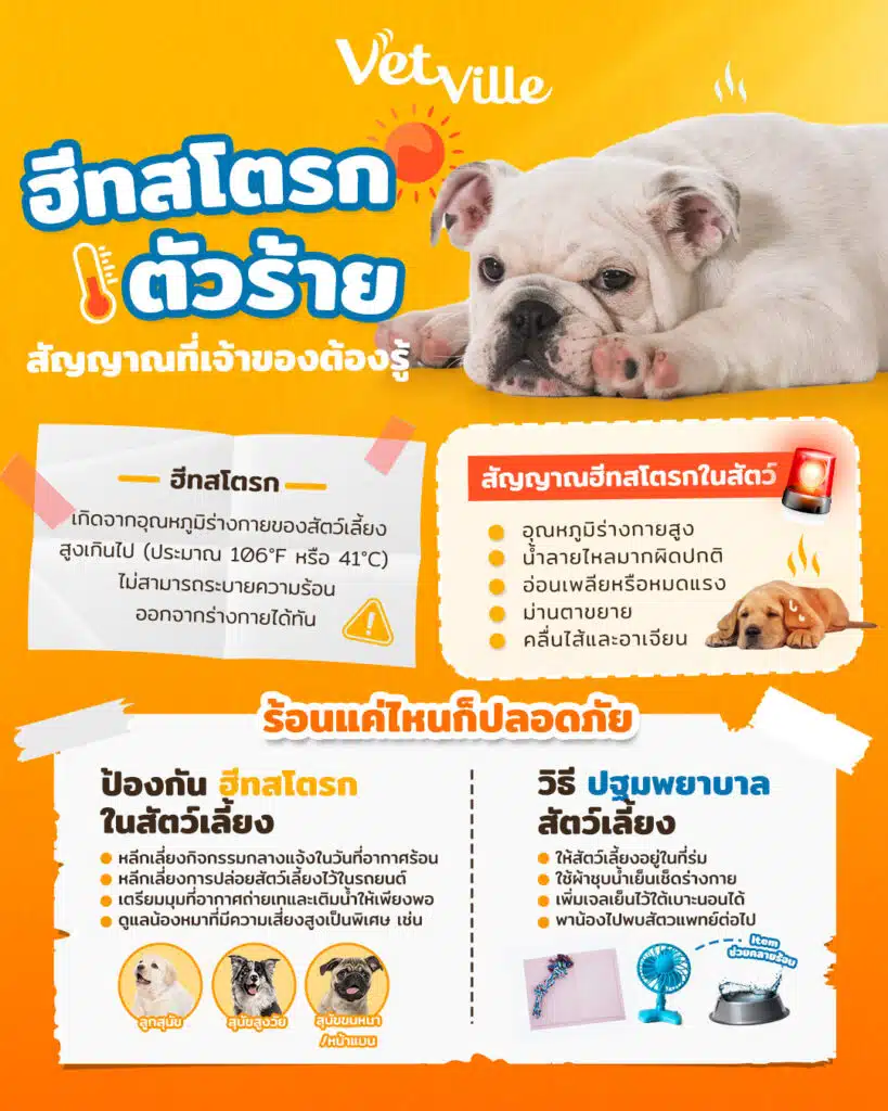 ฮีทสโตรกตัวร้าย สัญญาณที่เจ้าของต้องรู้